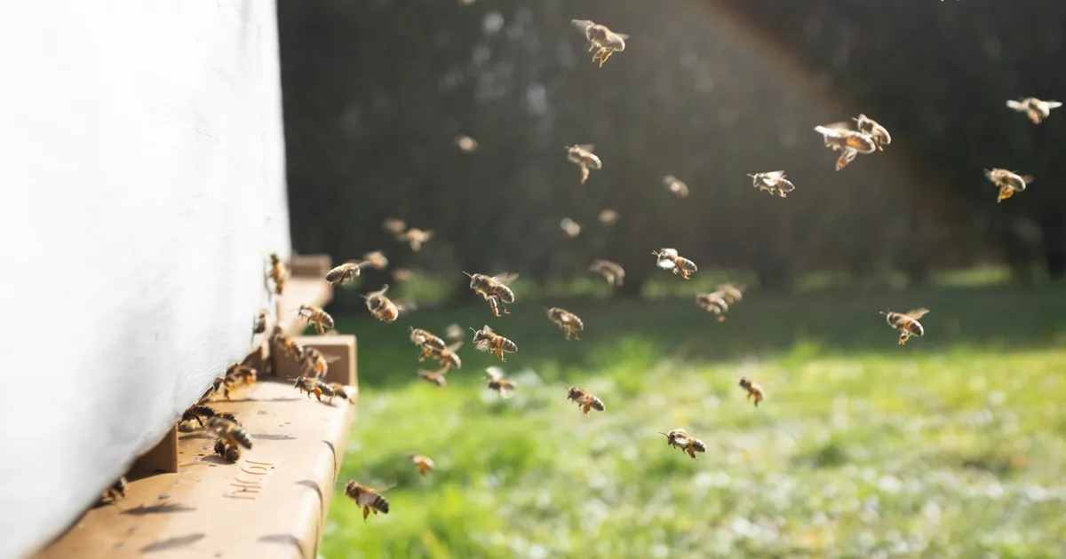 When Should I Be Worried About Bees Gathering Near My Home?