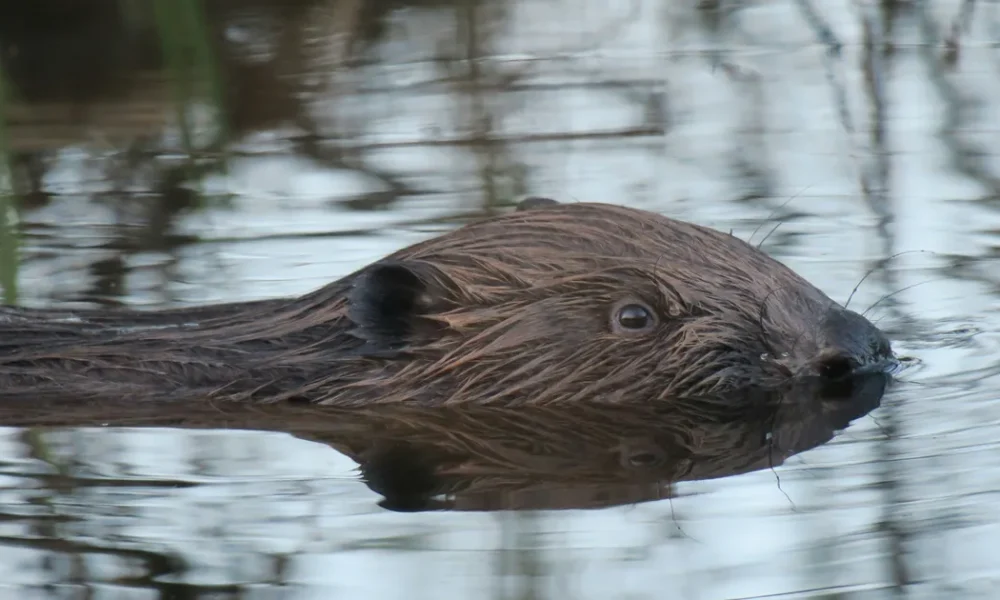 Why Are Beavers Back In The UK? Benefits And History