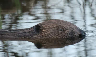 Why Are Beavers Back In The UK? Benefits And History