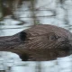 Why Are Beavers Back In The UK? Benefits And History
