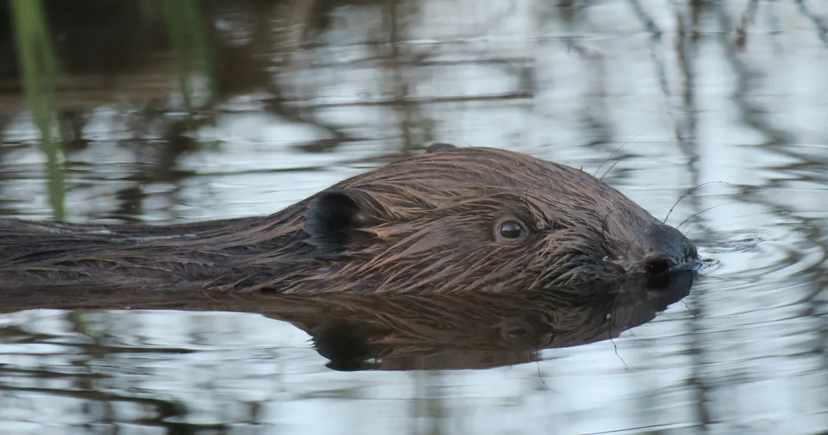 Why Are Beavers Back In The UK? Benefits And History