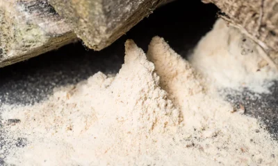 Gardeners Warned To Watch Out For A Cream 'Dust'