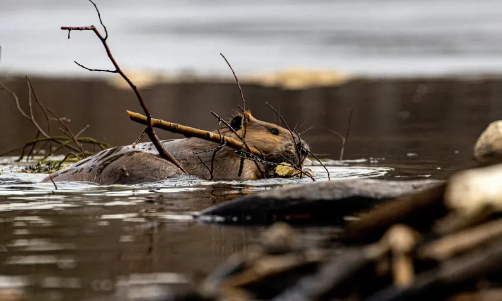 Why London Is Using Beavers To Protect A Tube Station From Floods