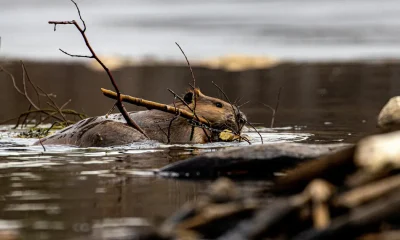 Why London Is Using Beavers To Protect A Tube Station From Floods