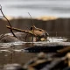 Why London Is Using Beavers To Protect A Tube Station From Floods