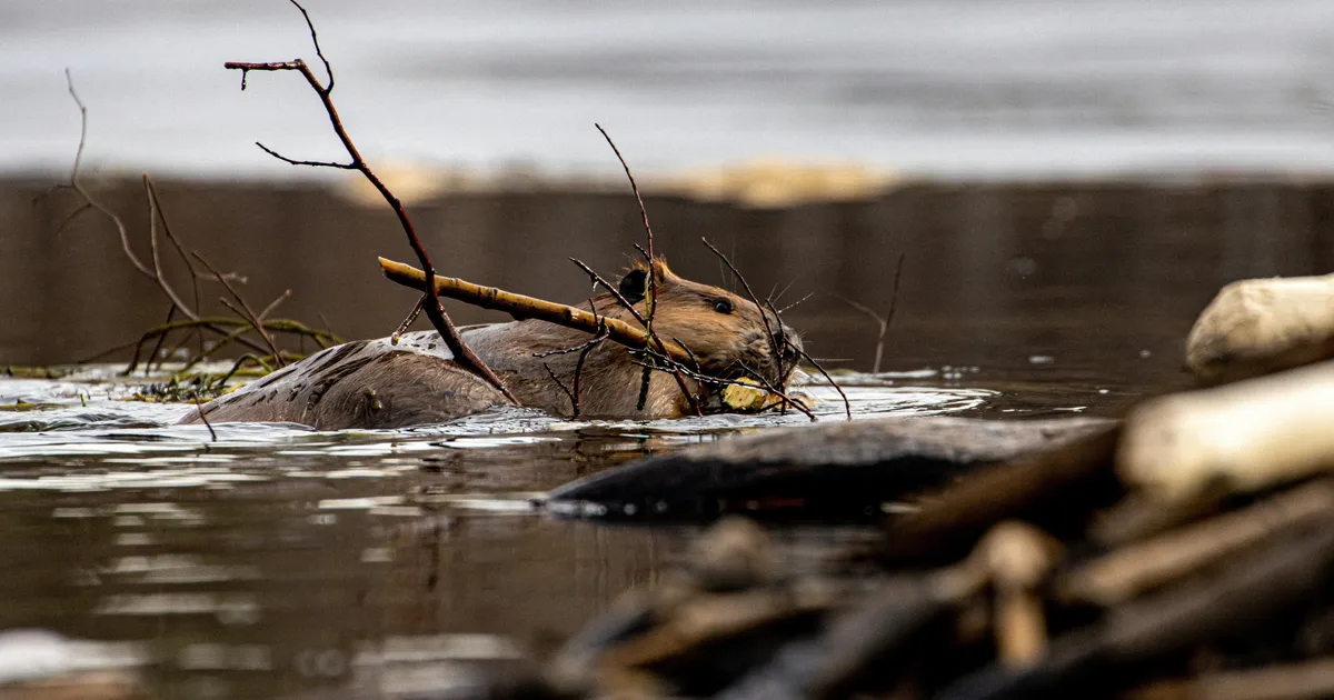 Why London Is Using Beavers To Protect A Tube Station From Floods