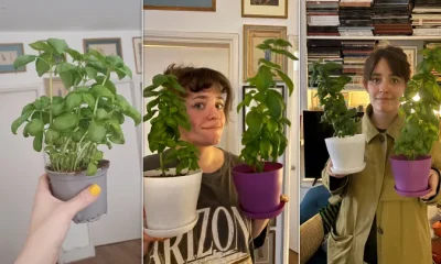 The supermarket basil at the start: growing, but with too much water, in the middle: later growth with fewer overwatering complications on the righr