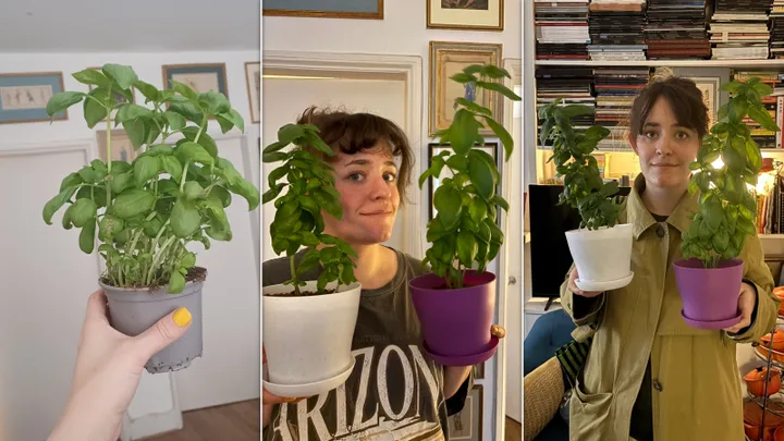 The supermarket basil at the start: growing, but with too much water, in the middle: later growth with fewer overwatering complications on the righr