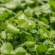 Watercress: Heart, Bone And Eye Health Benefits Explained