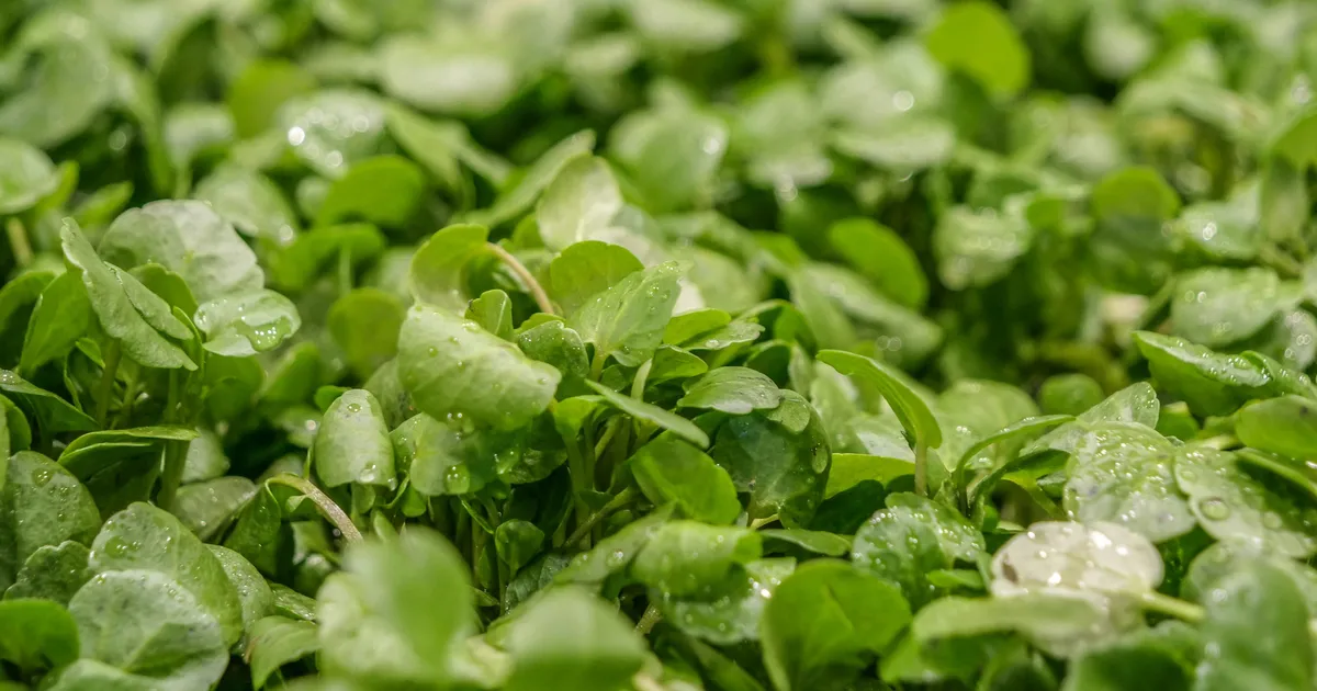 Watercress: Heart, Bone And Eye Health Benefits Explained