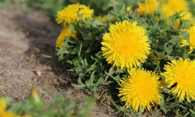 UK Gardeners Warned To Check for These Weeds Before They Spread