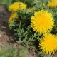 UK Gardeners Warned To Check for These Weeds Before They Spread
