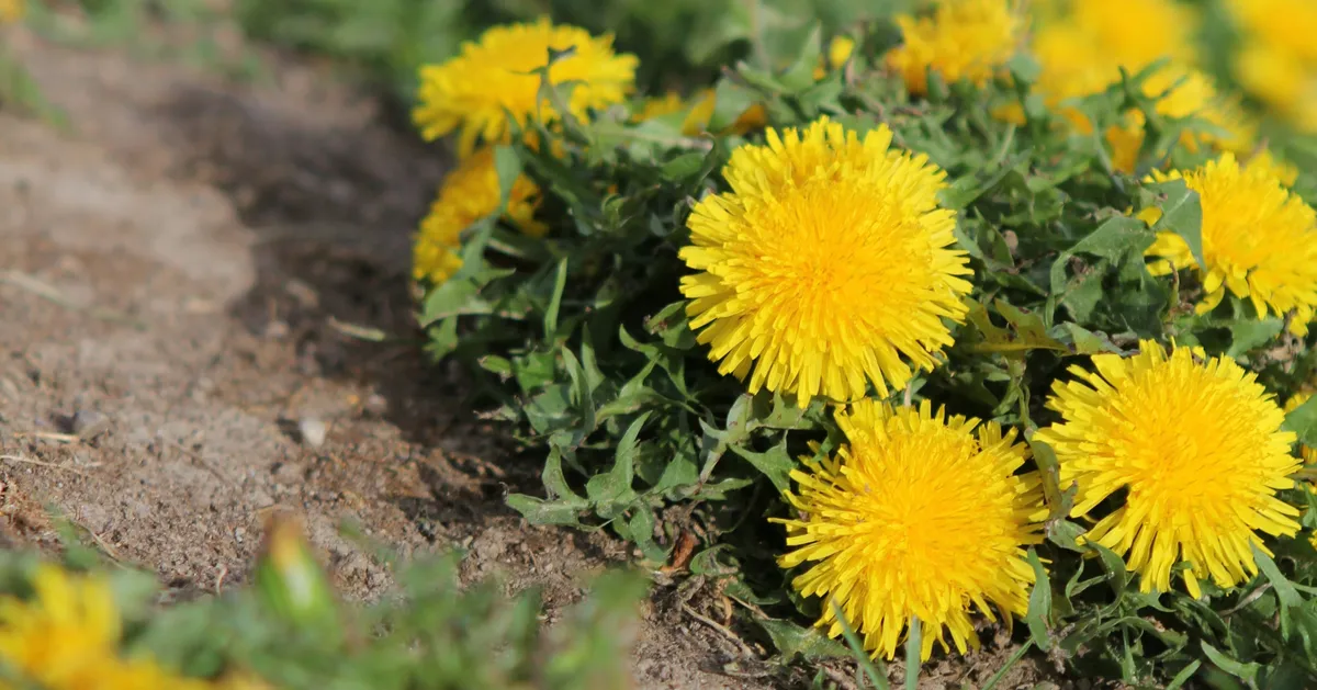 UK Gardeners Warned To Check for These Weeds Before They Spread