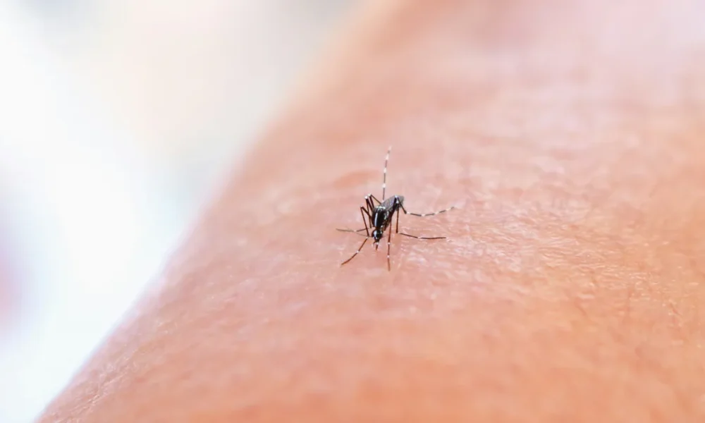 The Worst Food And Drink To Consume If You Hate Mosquitoes