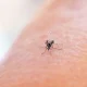 The Worst Food And Drink To Consume If You Hate Mosquitoes