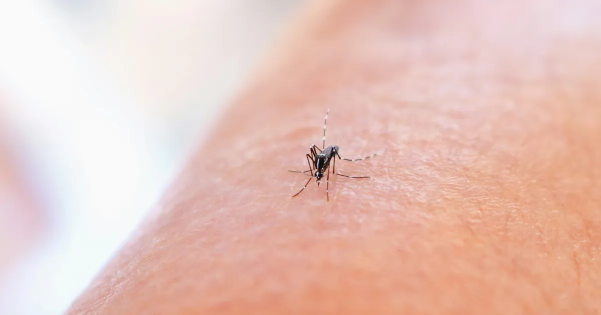 The Worst Food And Drink To Consume If You Hate Mosquitoes