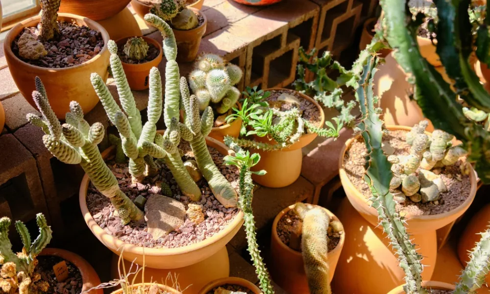 How To Prevent Potted Plants From Drying Out In A Heatwave