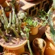 How To Prevent Potted Plants From Drying Out In A Heatwave