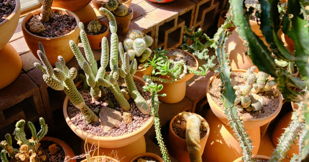 How To Prevent Potted Plants From Drying Out In A Heatwave