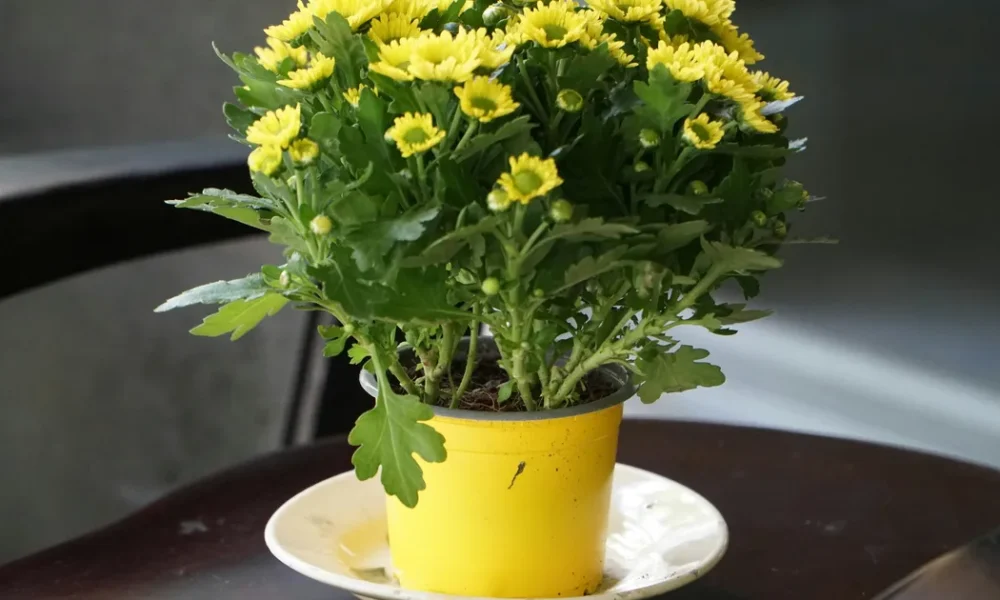How To Water Your Garden To Prevent Mosquitoes