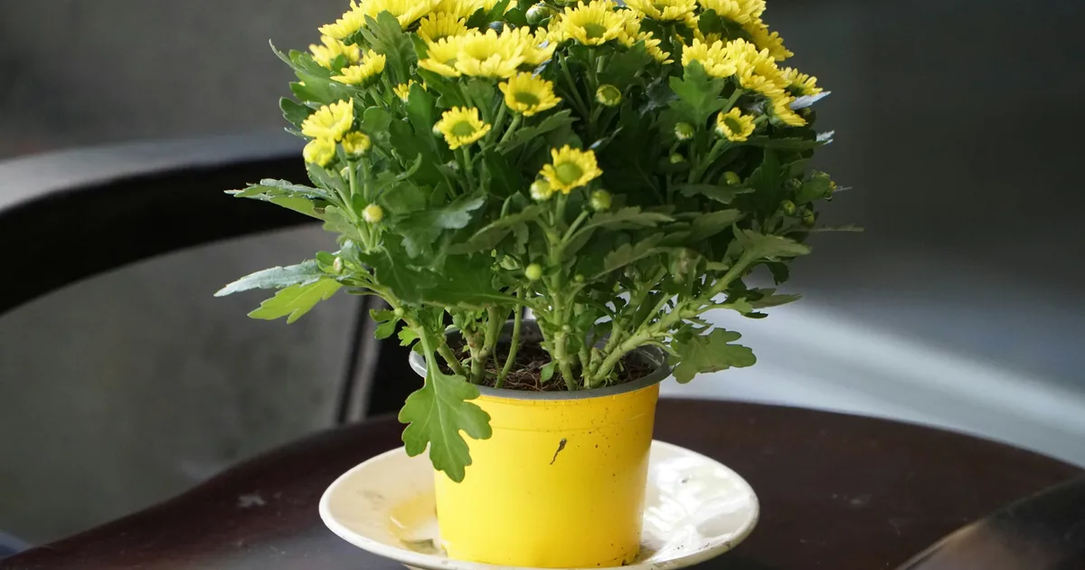 How To Water Your Garden To Prevent Mosquitoes