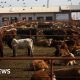Canada bans Texas over US outbreak