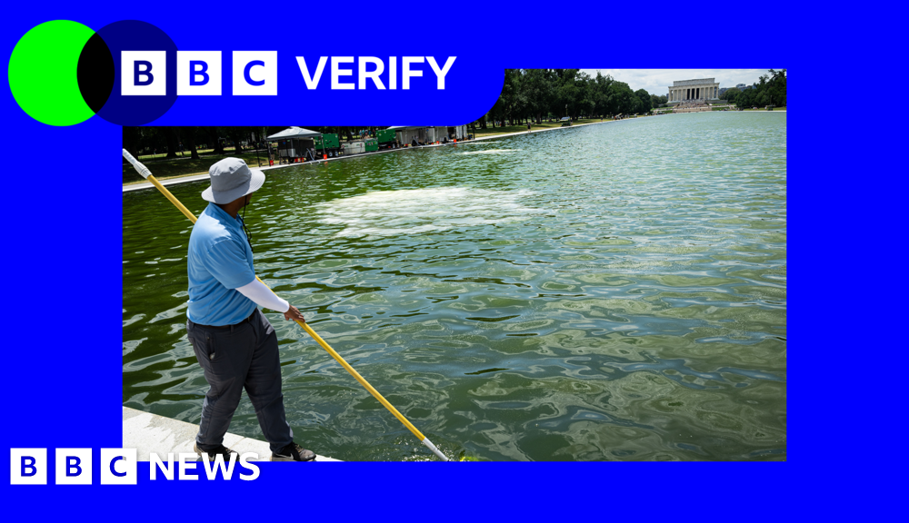 Why is the newly renovated Reflecting Pool full of algae?