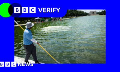 Why is the newly renovated Reflecting Pool full of algae?