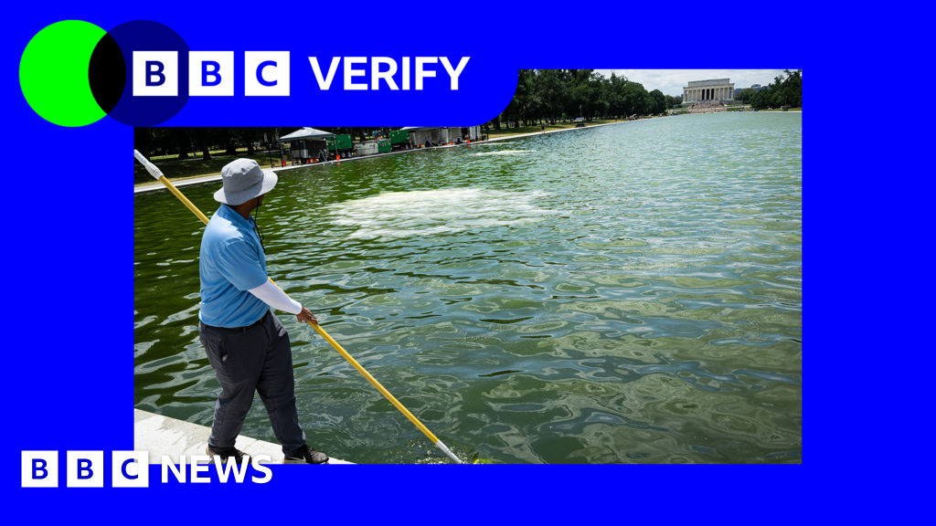 Why is the newly renovated Reflecting Pool full of algae?