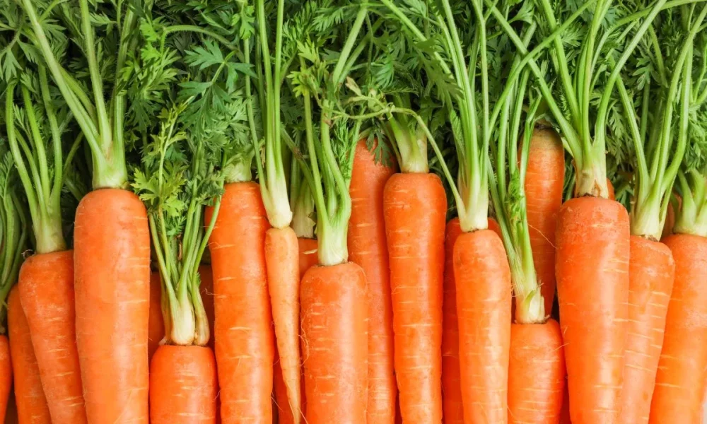 Prebiotic fiber brand joins Ingredion portfolio