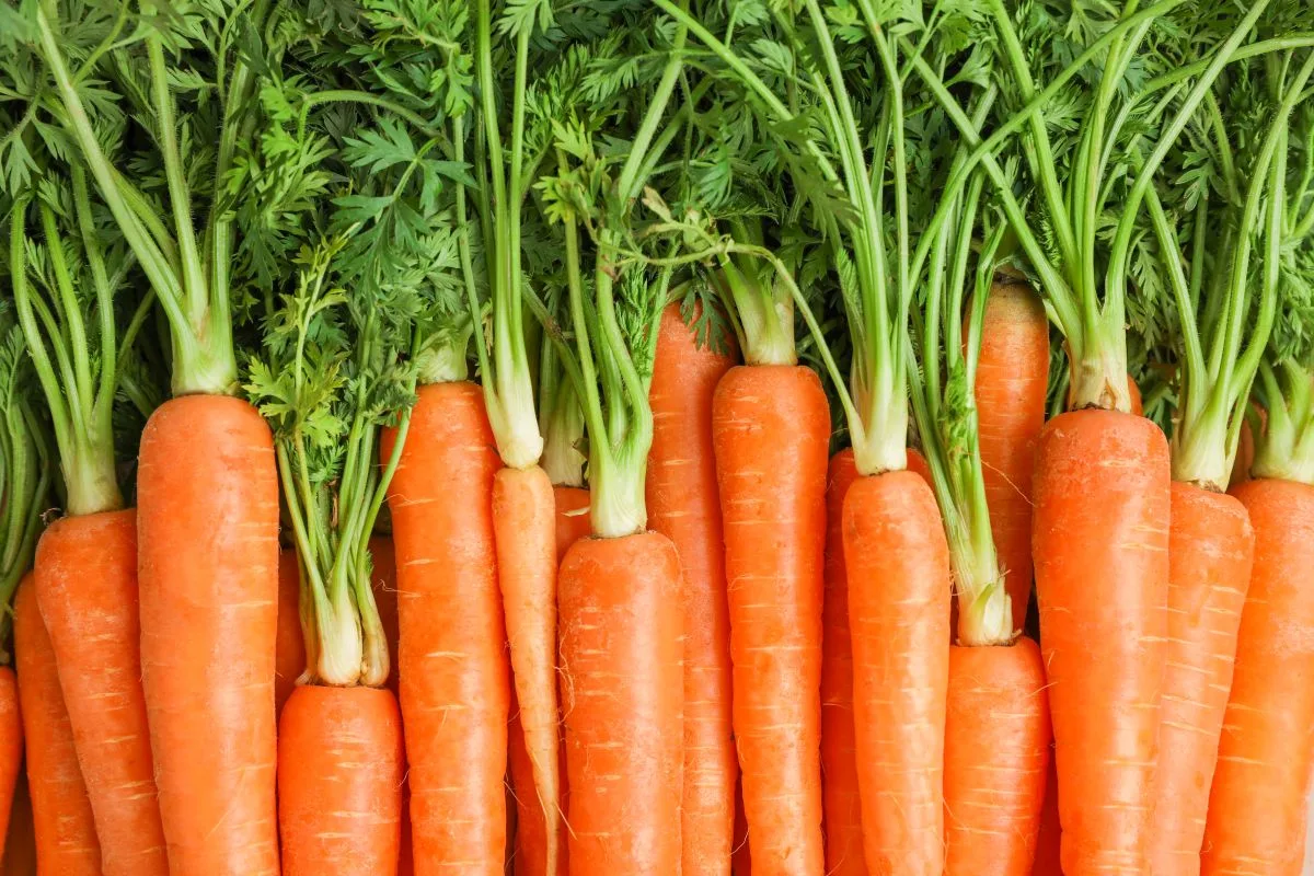 Prebiotic fiber brand joins Ingredion portfolio