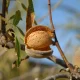 Kind reaches major regenerative ag milestone