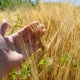 Federal order advances regenerative agriculture