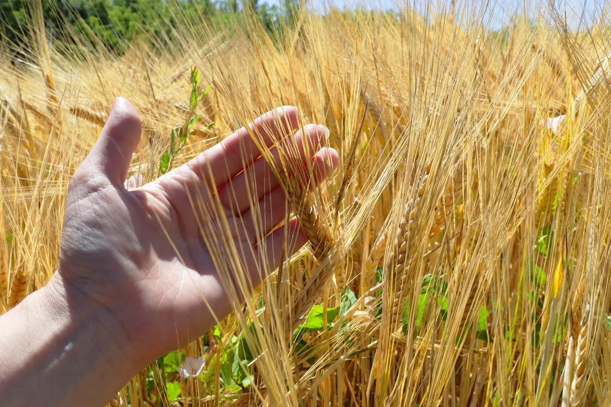 Federal order advances regenerative agriculture