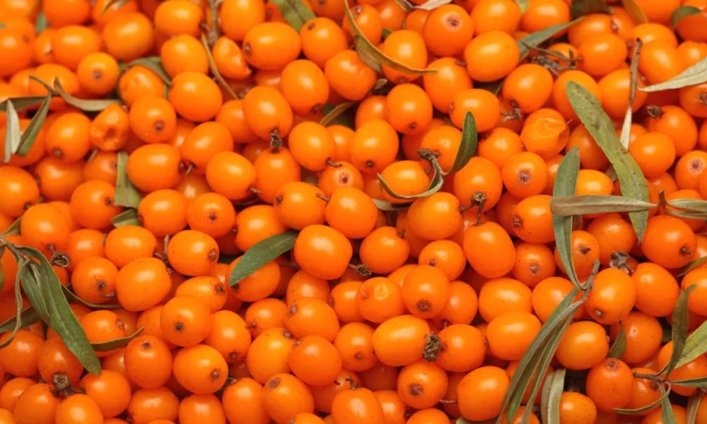 Functional berry on the rise in snack and beverage formulations