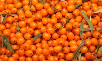 Functional berry on the rise in snack and beverage formulations