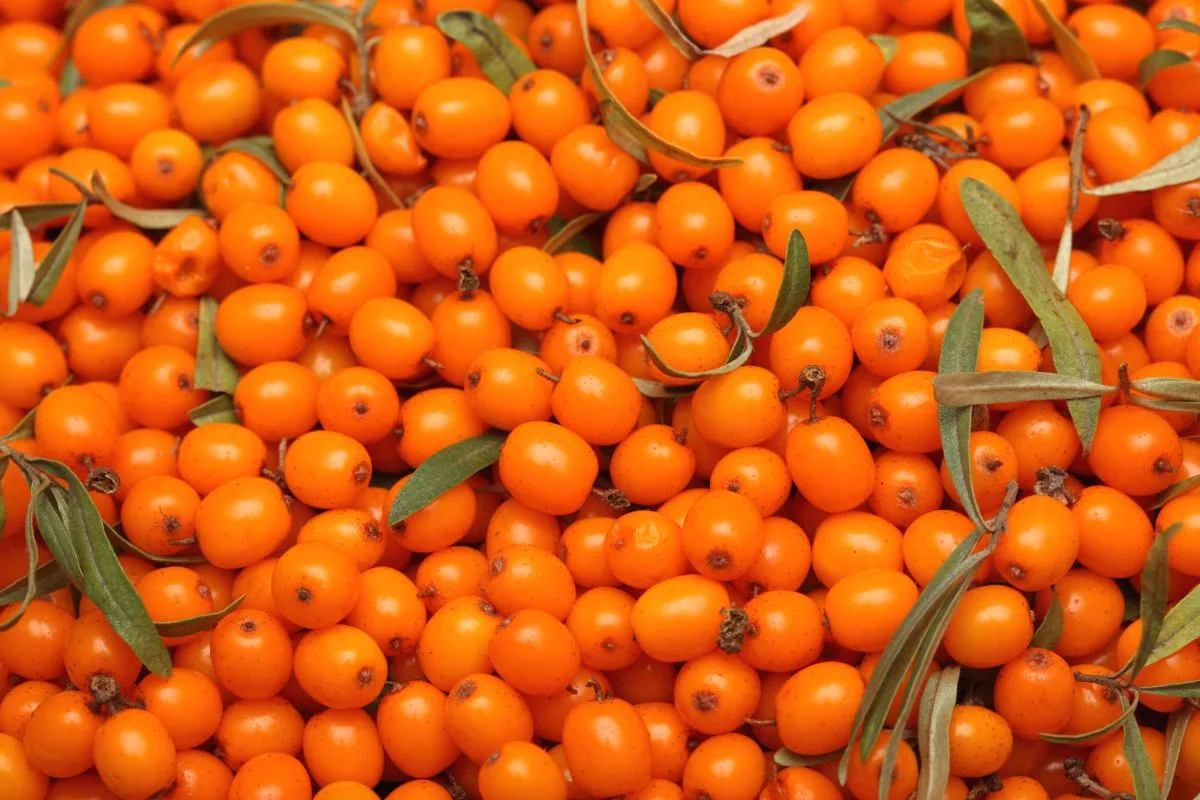 Functional berry on the rise in snack and beverage formulations