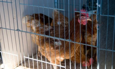 It’s time to end the cruelty of the ‘cage age’ for egg-laying hens