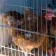 It’s time to end the cruelty of the ‘cage age’ for egg-laying hens