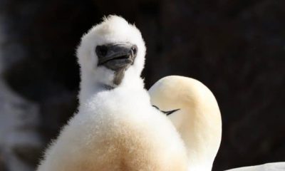 Baby gannet Guga hunt report