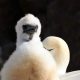 Baby gannet Guga hunt report