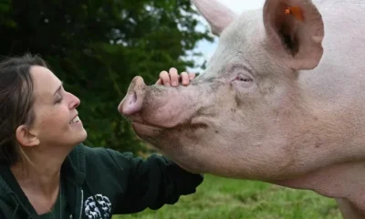 Humane World for Animals UK ‘applauds Government for ambitious plan’ on release of new Animal Welfare Strategy