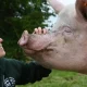 Humane World for Animals UK ‘applauds Government for ambitious plan’ on release of new Animal Welfare Strategy
