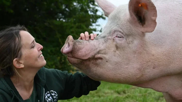 Humane World for Animals UK ‘applauds Government for ambitious plan’ on release of new Animal Welfare Strategy