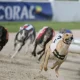 After 100 years of greyhound racing, ministers must finally ban it