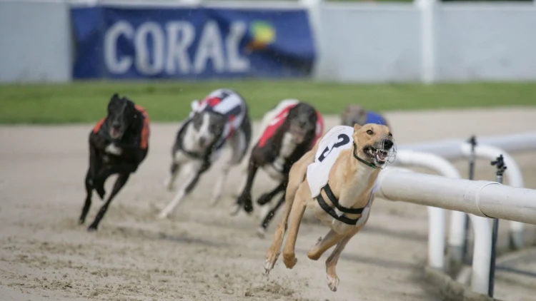 After 100 years of greyhound racing, ministers must finally ban it