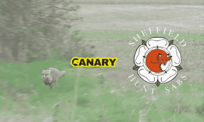 Badger sett The background is a fox running away in a field. Next to it is the Canary and the Sheffield Hunt Sabs logo