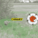 Badger sett The background is a fox running away in a field. Next to it is the Canary and the Sheffield Hunt Sabs logo
