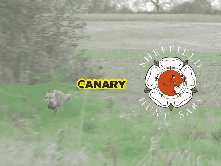 Badger sett The background is a fox running away in a field. Next to it is the Canary and the Sheffield Hunt Sabs logo