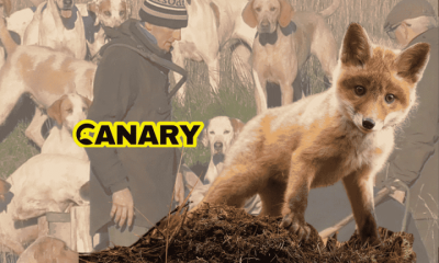 The background is an image of a pack of hunting hounds with a huntsman. In the foreground is a fox cubs who is stood on a mossy outcrop and is looking at the camera. Next to the cub is the Canary UK logo